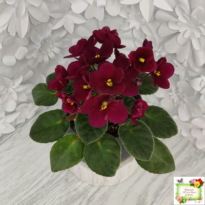 Jolly Mars (H.Pittman), #9718 (01/15/2007)