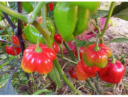 Перец острый Aji Rosita Rojo