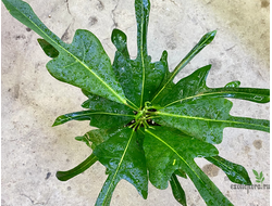 Кротон Disraeli