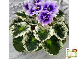 Р-Дурман (В. Зуб) 2020 г.