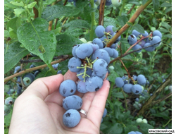 Голубика Блуэтта - Bluetta