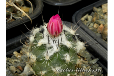 Turbinicarpus laui 