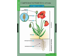 Таблицы демонстрационные "Общее знакомство с цветковыми растениями"