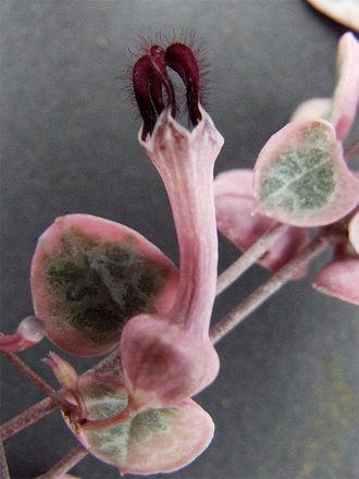 Ceropegia woodii variegata