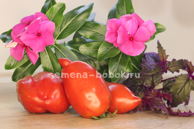 Томат Idaho Hillbilly (Деревенщина из Айдахо), 10 шт.