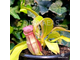 Nepenthes Hybrid Bicalcarata X Mira - Непентес гибридный Бикалкарата Х Мира