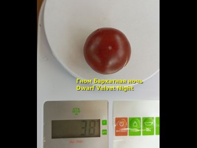 Томат гном Вельвет найт (Бархатная ночь, dwarf Velvet Night)