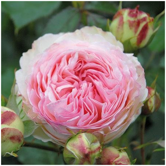 Пьер де Ронсар