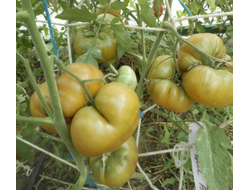 Томат Медная река (Cooper River)