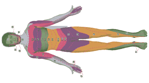 ЛАДОС. Сегментарная иннервация тела человека (лицевая поверхность)