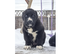 Кобель 2. ПАЙКОН. Азербайджан.