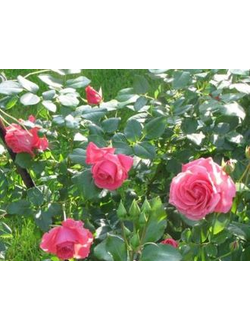 Плетистая роза Лавиния