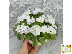 Ва-Банк (Л. Мещерякова) листовая химера (стартер сорт)