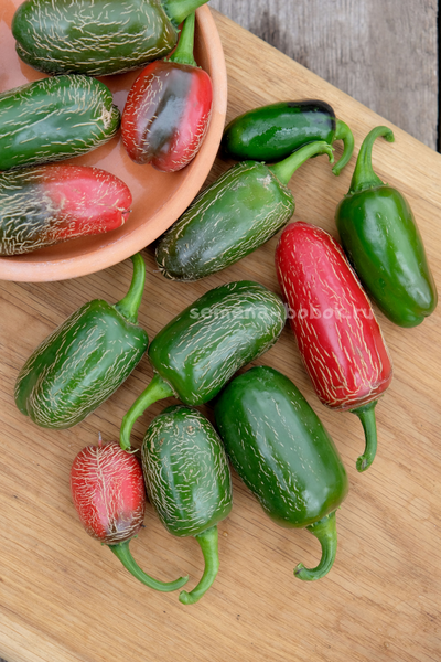 Перец острый Jalapeno Chichimeca, 10 шт