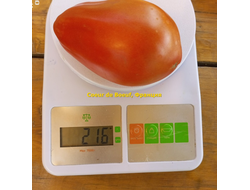 Томат Сердце быка (Coeur de Boeuf), Франция