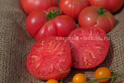 Томат Dwarf OPO (Гном ОПО), 10 шт