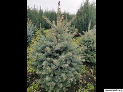 Ель колючая Глаука - фото в ландшафте - красовский-сад.рф