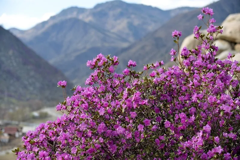 Маральник цветет