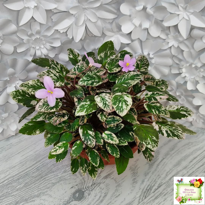 Adeara (P. Tracey) (3975) 06/02/1980 трейлер