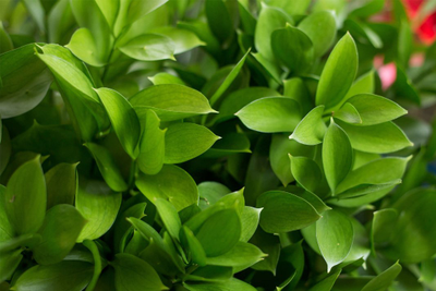 "Лист рускуса" силиконовый молд  (вайнер)