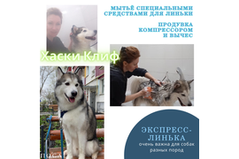 Хаски КЛИФ 