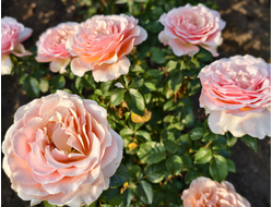 Свит Ревелешн (Sweet Revelation)