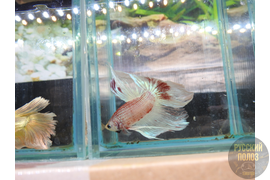 Петушок, Бойцовая рыбка, Betta splendens