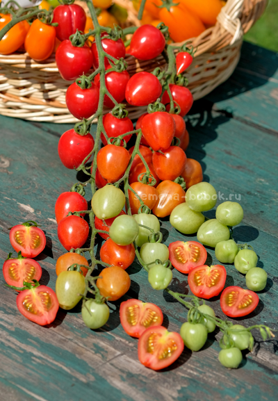 Томат Gardener's Sweetheart (Возлюбленная Садовода), 10 шт.