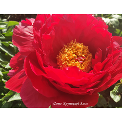 Пион Carina (Карина)