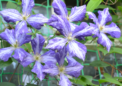 Клематис Тай Дай (Tiy Dye) , контейнер 2л, 4л