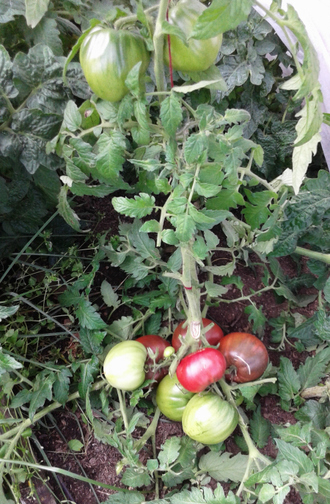 Семена томата Король Арамис Гном