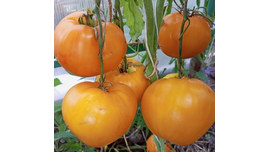 Золото Востока