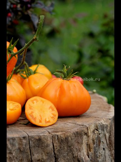 Томат Кошелек Цвета Хурма, 10 шт