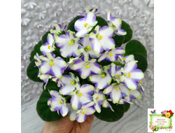 Марина Цветаева (А.Басенина) 2017 г. химера (пасынок сорт укоренённый)