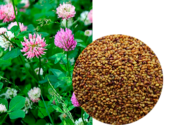 Клевер луговой