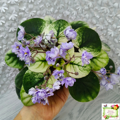 ЛЕ-Хрустальный Водопад Голд трейлер (лист посажен 16.02.26)