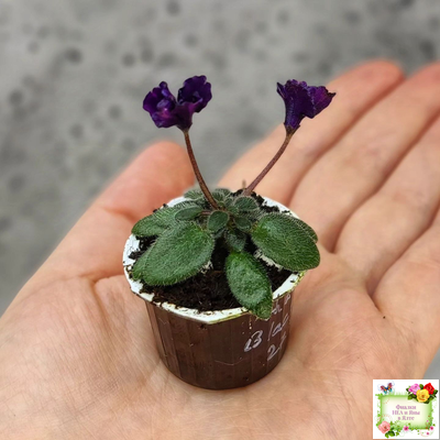 Hunter's Black Talon (K. Muzalewski)