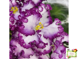 АВ-Навсегда (Фиалковод) 2021 г. (лист посажен 03.11.25)