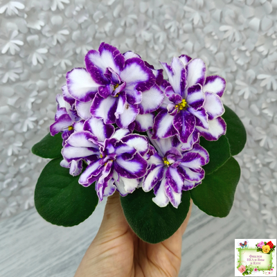 ЮШ-Надюша (Ю.Шаховцева) химера (пасынок из цветоноса укоренённый)