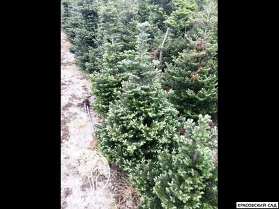 Пихта корейская - Abies koreana