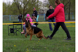 23.04.2016 г. выставка в Белгороде
1 место в классе юниоров, ЮСС судья Клюева Э. 
