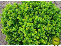 БАРБАРИС ТУНБЕРГА "КОБОЛЬД" ИЗЯЩНЫЙ КАРЛИК