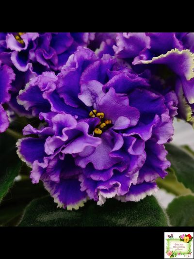 РМ-Синий Бриллиант (Н. Скорнякова) 2023 г.