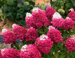 Строуберри Блоссом гортензия метельчатая (Hydrangea paniculata `Strawberry Blossom`)