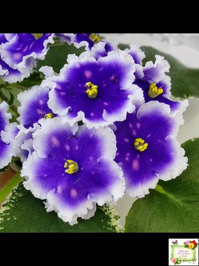 МТ-Магический Фонарик (М. Тотиева) 2023 г.