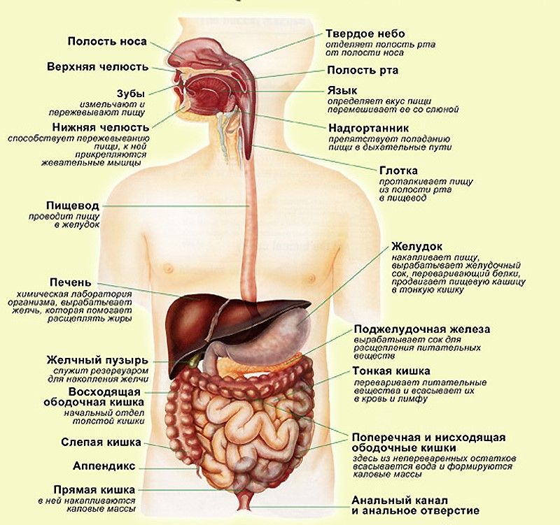 Органы жкт человека схема расположения у женщин фото