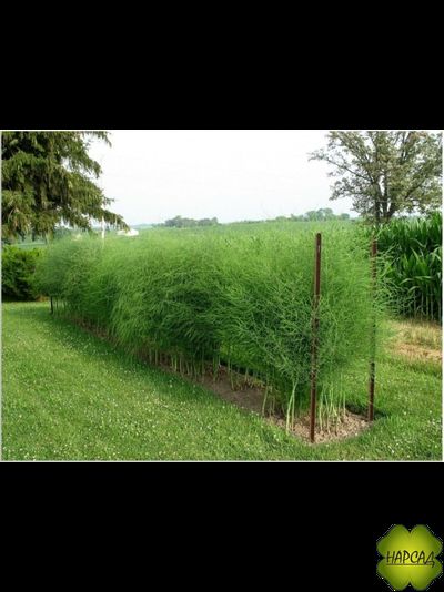 СПАРЖА (АСПАРАГУС) "ЦАРСКАЯ" (съедобная и красивая)