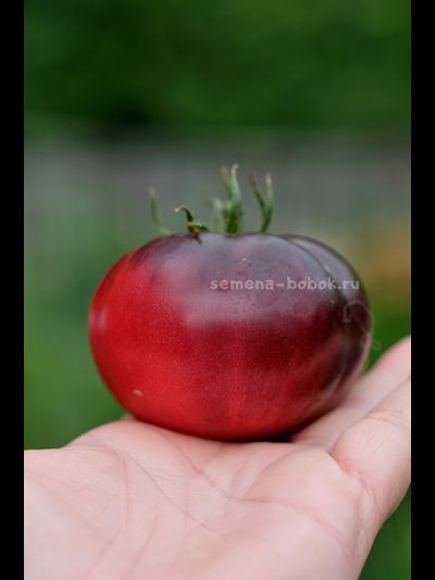 Томат Пленительный Аметист, 10 шт