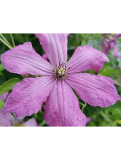 Клематис Этика, контейнер р9 или 0,8л