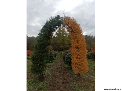 Топиар Арка из Лиственницы Маргилинда - Larix marschlinsii